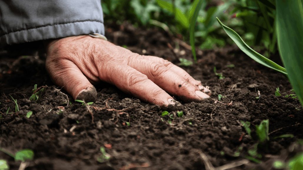 Soil and Hand