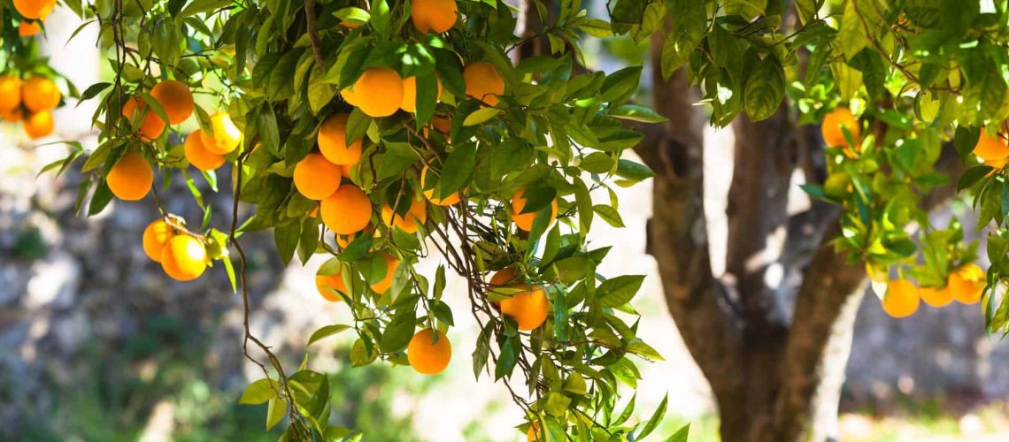 Citrus-tree_shutterstock_126246674_RGB-300dpi-scaled.jpg