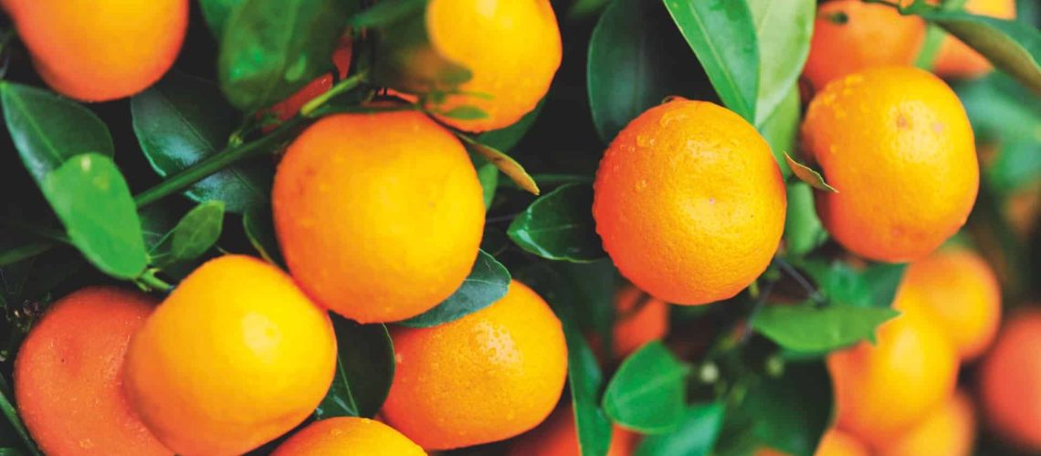 Citrus_shutterstock_131454422_CMYK 300dpi (4)