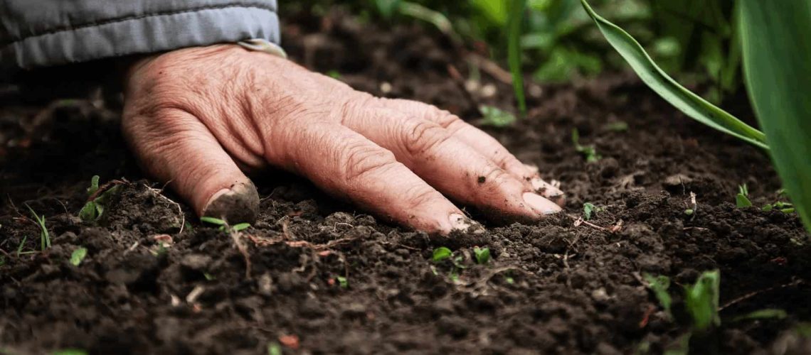 Soil and Hand